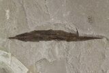 Fossil Sycamore (Platanus) & Poplar (Populus) Leaf Plate - Utah #174941-2